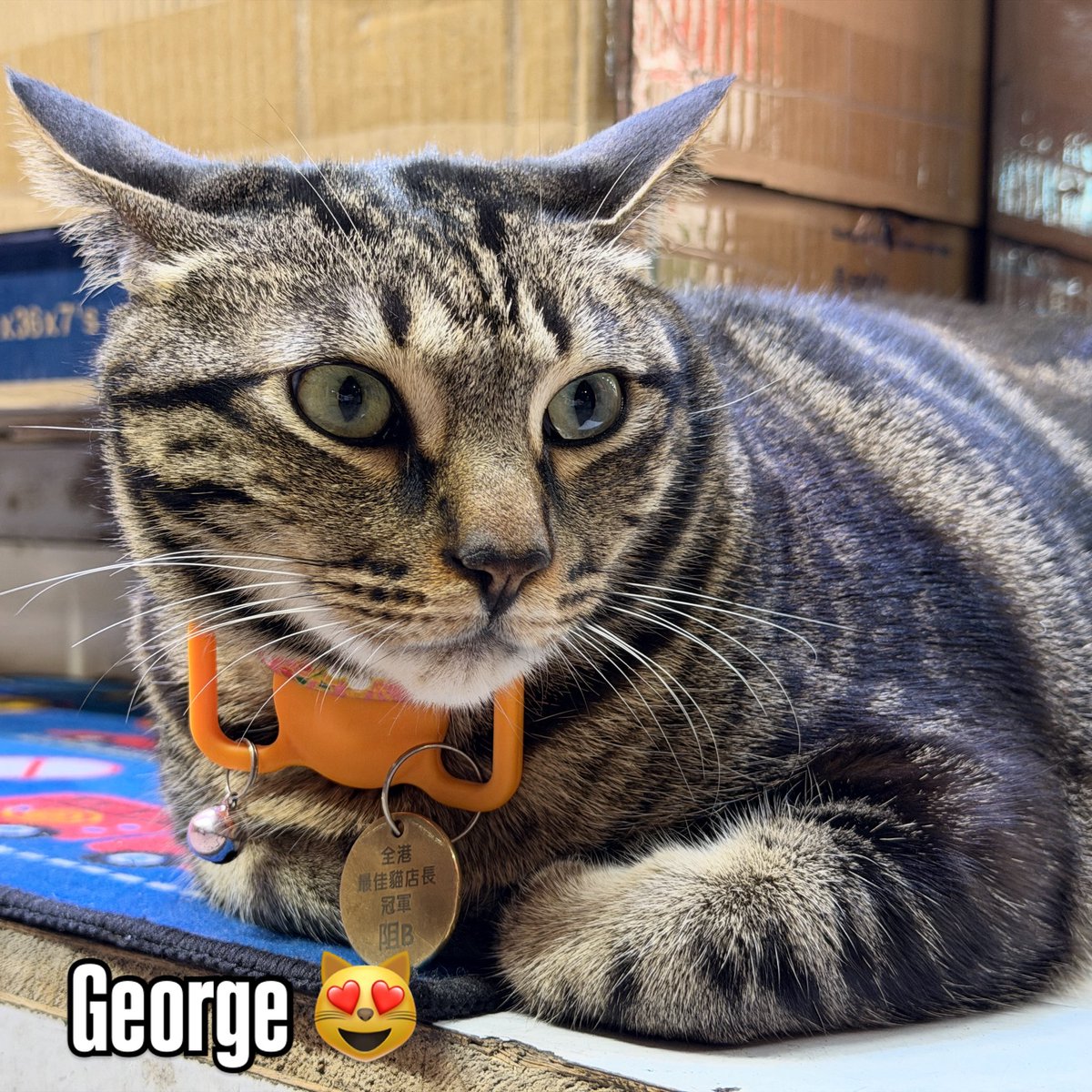 b438's tweet photo. 😻 #阻B #ねこ #貓 #cat #georgeleedunbas https://t.co/zUZfNhqIcv