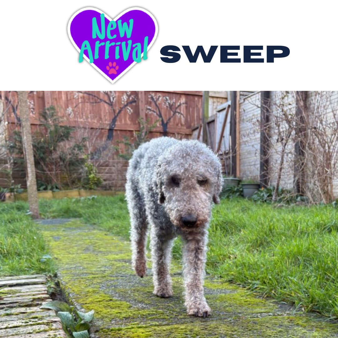 AlmostHome_Dog's tweet photo. New arrival #Bedlington Sweep https://t.co/7OoARmGN2q #NorthWales #RescueDog #dogrescue https://t.co/m233DLIao2