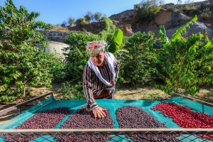 البن السعودي حينما تطَوع نواميس الصحراء

<a href="/MEWA_KSA/">وزارة البيئة والمياه والزراعة</a> / <a href="/ReefSaudi/">ريف السعودية</a> / <a href="/ncvcksa/">المركز الوطني لتنمية الغطاء النباتي ومكافحة التصحر</a> /<a href="/siogov/">المؤسسة العامة للري</a> / <a href="/EstidamahSA/">المركز الوطني لأبحاث وتطوير الزراعة المستدامة</a> / <a href="/FAOSaudiArabia/">FAO Saudi Arabia</a> /<a href="/FAOarabic/">الفاو بالعربي</a> /<a href="/FAO/">Food and Agriculture Organization</a> / <a href="/FAOKnowledge/">FAO Knowledge</a> / <a href="/FAOclimate/">FAO Climate Change & Biodiversity</a> / <a href="/FAOForestry/">FAO Forestry</a> / <a href="/FAO/">Food and Agriculture Organization</a> / <a href="/_ARSCO/">منظمة المجتمع العلمي العربي</a> / <a href="/ngpksa/">البرنامج الوطني للتشجير</a> 
المقال متاح على الرابط التالي:- 
arsco.org/articles/artic…