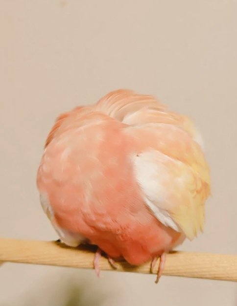 2026年、真冬の桃🍑収穫しました🐣