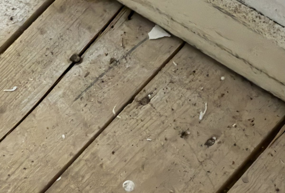 politie_johan's tweet photo. Onderzoek tussenwoning naar illegaliteit. Treffen één oude bende. Leven daar mensen in slaapkamers op de kale bouwvloer, geen behang etc. Met veel stampei komt de verhuurder van de kamers binnen. We tonen de machtiging waarna hij wat bijdraait. #uitbuiting #inonderzoek #avim https://t.co/CwObZAvngh