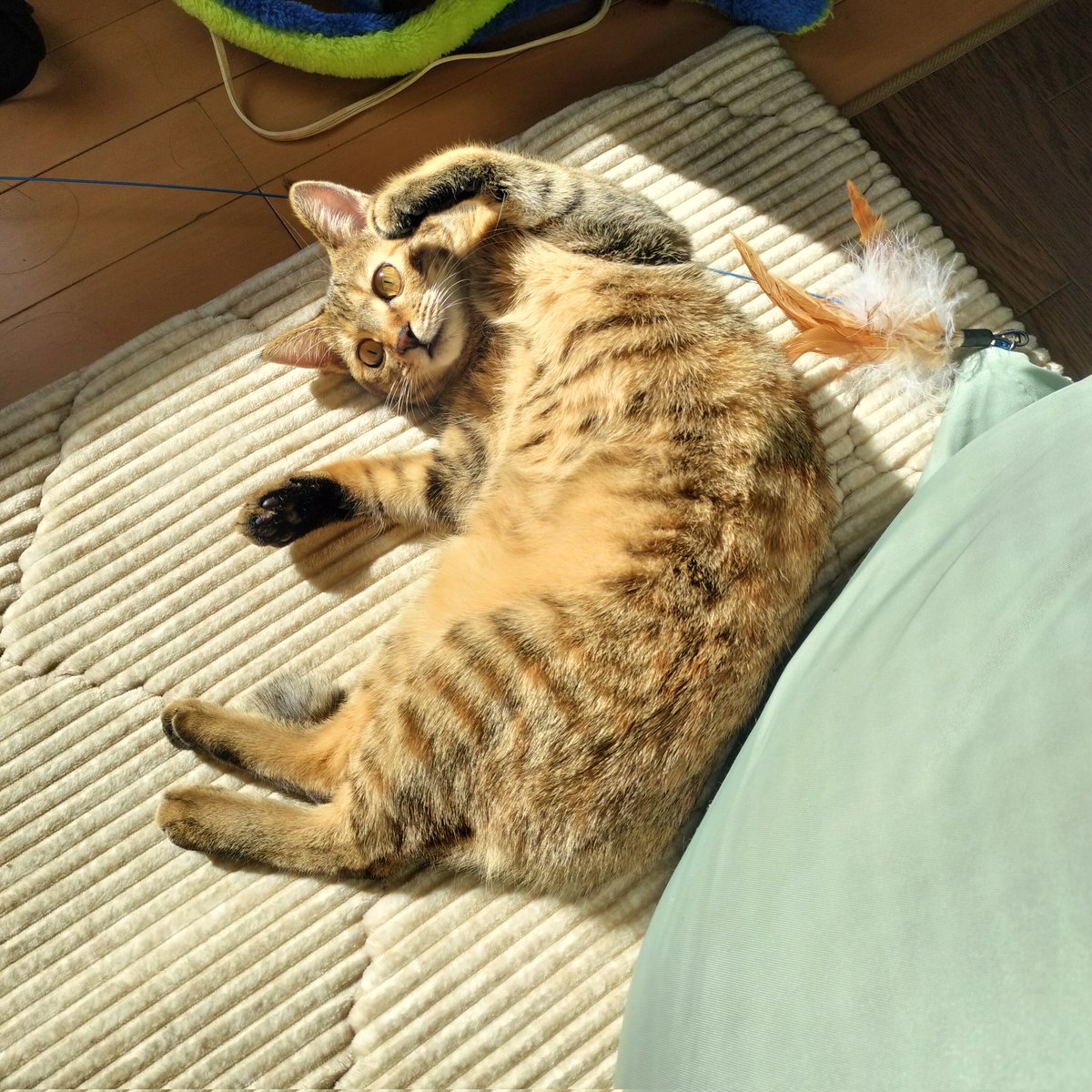 namesan_cat's tweet photo. 独占ポンポン禁止法違反にあるところだった…🫣

#ねこ #ヘソ天 #ねこかわいいね  #猫好きさんと繋��りたい #ねこと暮らす https://t.co/P6HCoPXTKh