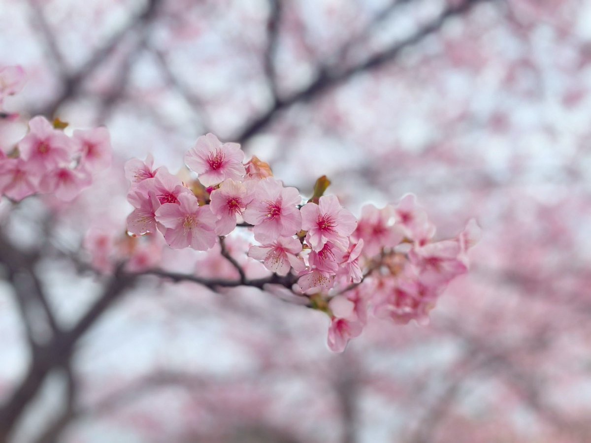 zushitabijp's tweet photo. 一足早い、春の便り🌸
大崎公園の河津桜が見頃を迎えていました（28日撮影）
この濃いピンク色を見ると...あぁ、春が来るんだな〜...と心が温かくなりますね😊
今週末、お散歩のついでにぜひ足を伸ばしてみてください🎵
#河津桜 #逗子旅 #大崎公園 #お花見 #zushitrip https://t.co/cuIoE5NCmw