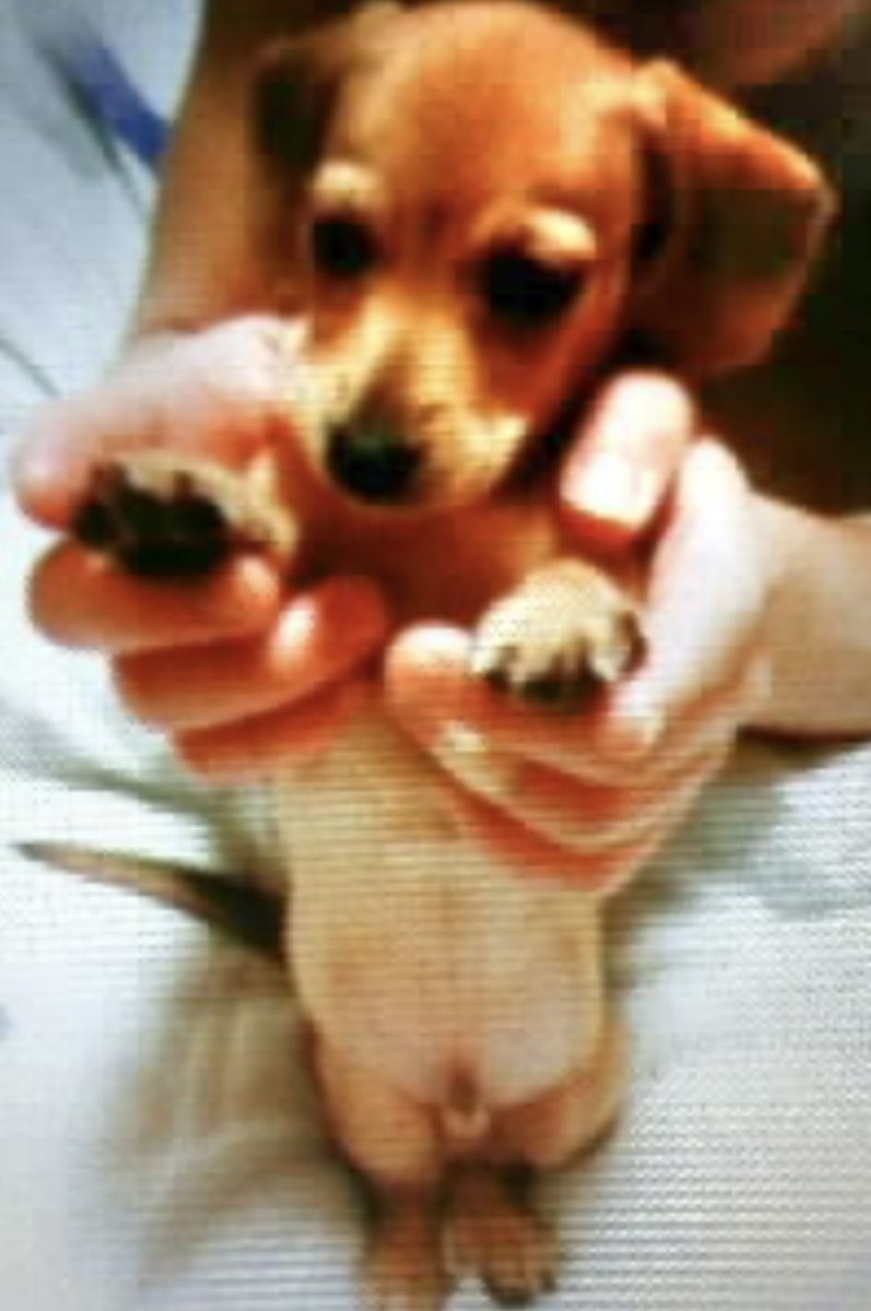 元画像これがあんなに綺麗になって。 カニンヘンダックスのはずが