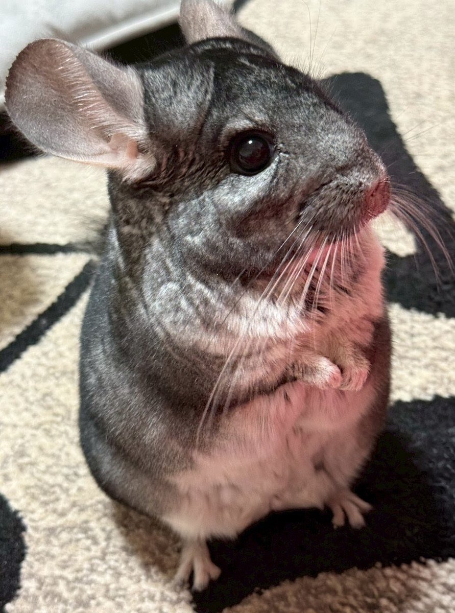 チンチラのぬいぐるみを発見しました