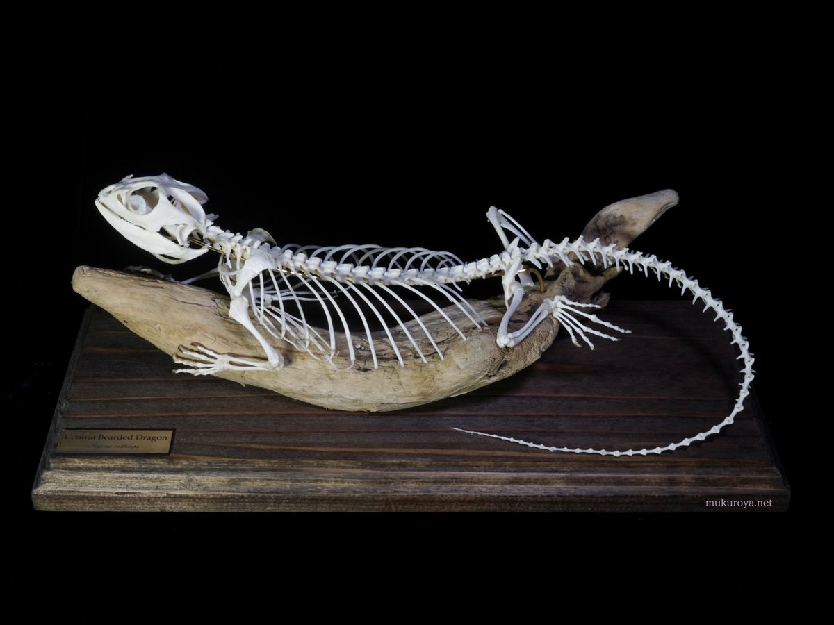 骸屋本舗 (@mukuroyahonpo) / Posts / X