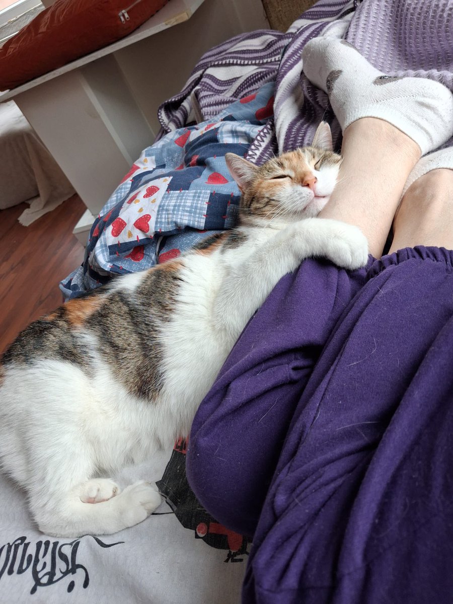 Bu kedi sekiz yaşında , sarıldığı insan da onu 4 aylıkken sokaktan yaralı bir halde alan annesi.  Hanımefendi amansız bir hastalık ile mücadele ediyor ve maalesef durumu çok iyi değil. İsteği yavrusuna güzel bir yuva bulunması…