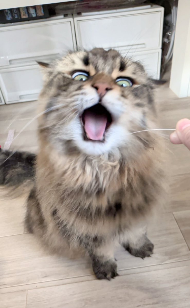 ヤマネコ (@ymnc_rf) / Highlights / X