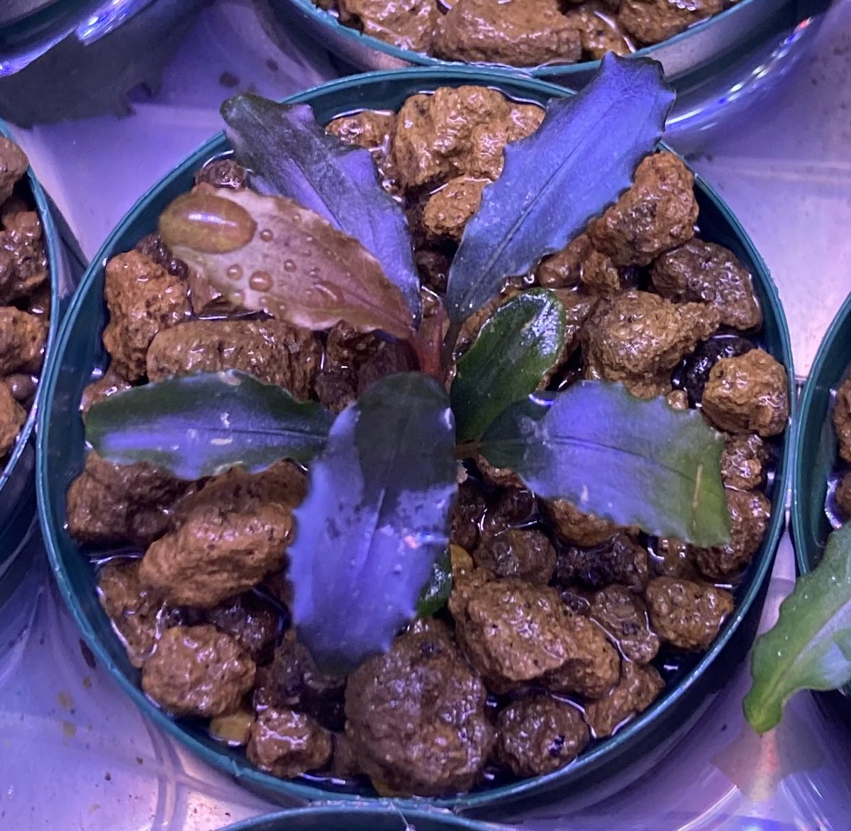 先日、リミックスさんで購入した Bucephalandra sp. Purple wave