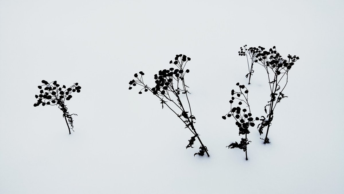 _NorthernSpirit's tweet image. 