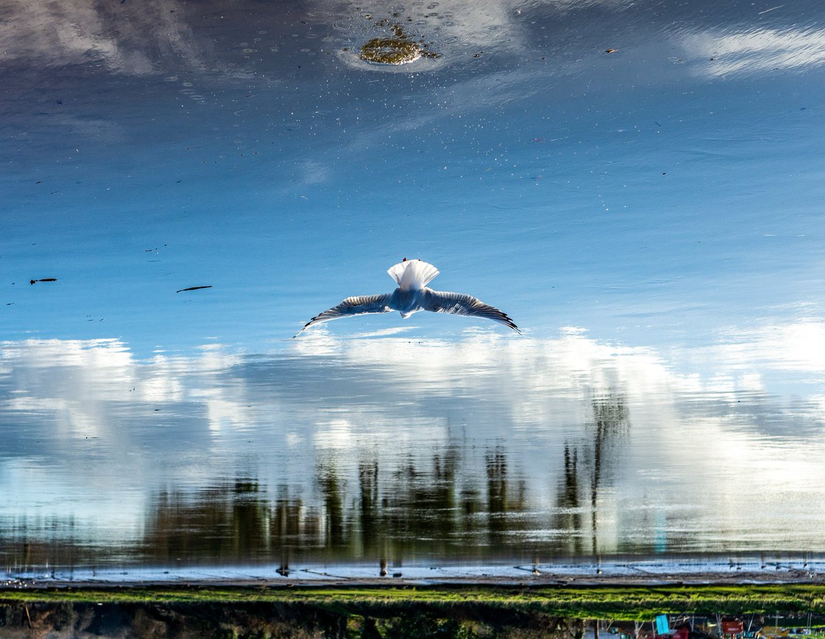 Inverted Estuary reflection on the River Taw at Barnstaple from yesterday's walk. If it looks weird try flipping your phone <a href="/StormHourMark/">Mark Boardman</a> #devon #photography