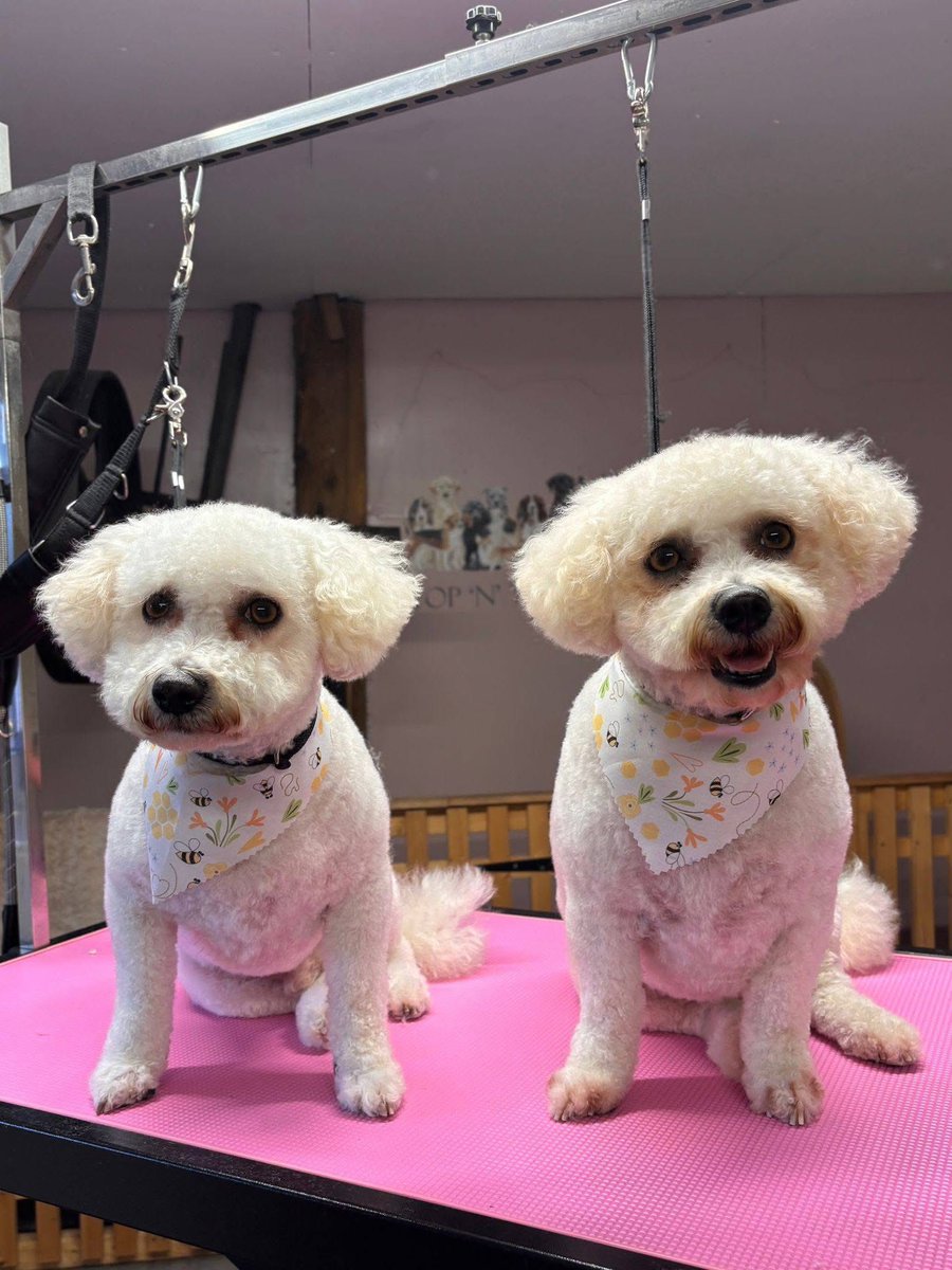 Rescue dogs for rehoming tweet media