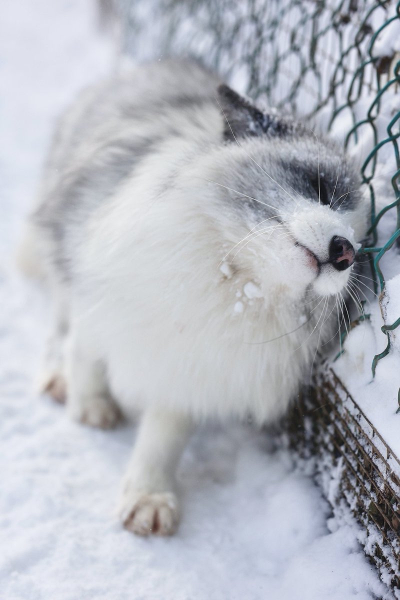 狐仙人乃弟子 トコノ オルタ (@ttt_zegu952) on Twitter photo 