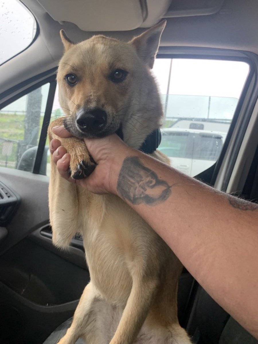 Doge Van tweet media