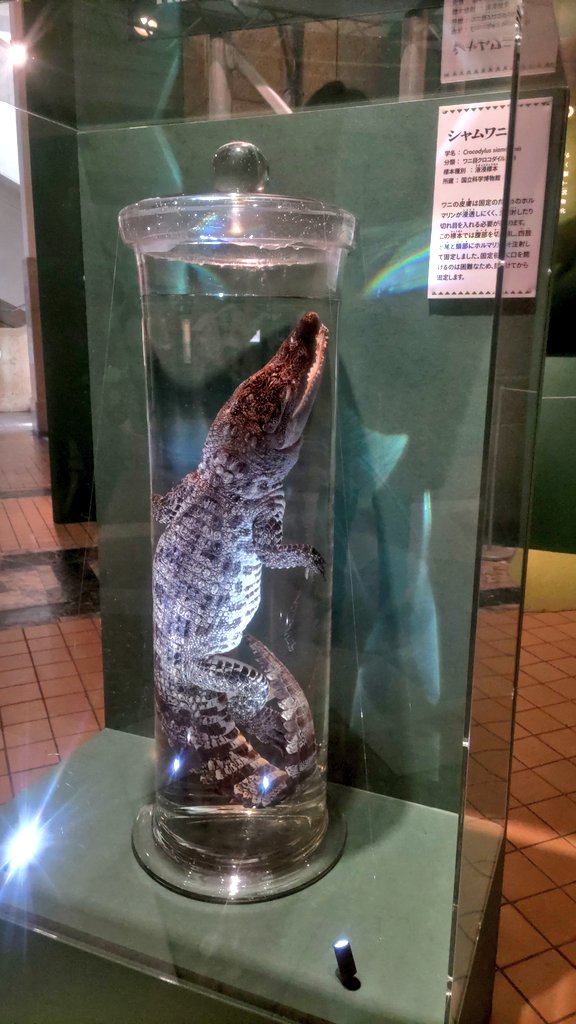 ymprk's tweet photo. ワニ展行けてよかった🐊🐊💚 https://t.co/eD3qwBLvyu