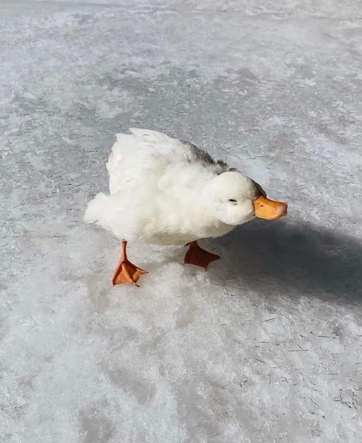 The Duck Poster (@theduckposter) on Twitter photo 