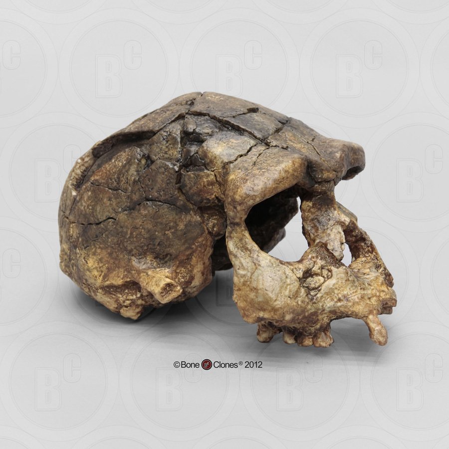 kallinikos1980's tweet photo. Rekonstruksi baru tengkorak #Erectus DAN5 (Ethiopia) menunjukkan H. erectus Afrika yang sangat primitif, sezaman dengan Erectus Jawa yang jauh lebih maju. (1,5-1,6 juta tahun yang lalu) https://t.co/F1rhGDjH53