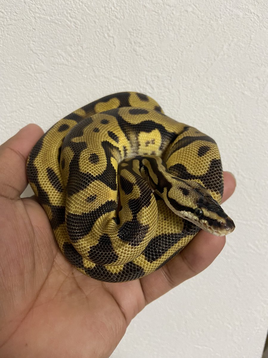 パイン🐍 tweet media