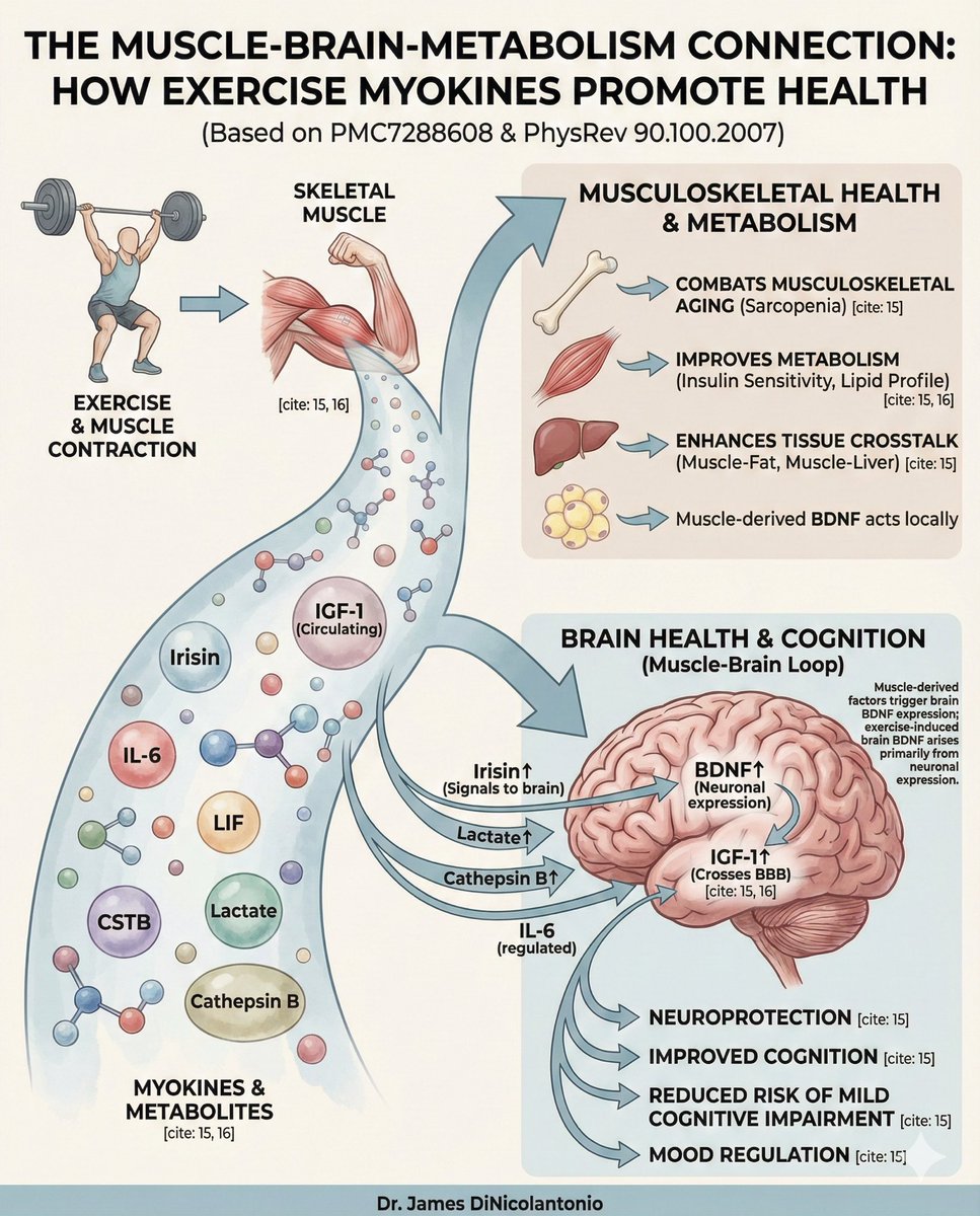 How Exercise Talks to Your Body &amp; Brain 🏋️‍♂️🧠💪

Exercise isn’t just moving muscles...it turns them into endocrine powerhouses that signal your brain, bones, and metabolism. Here’s what really happens:

1. Lactate – the fuel &amp; brain booster

High-intensity lifting or cardio →