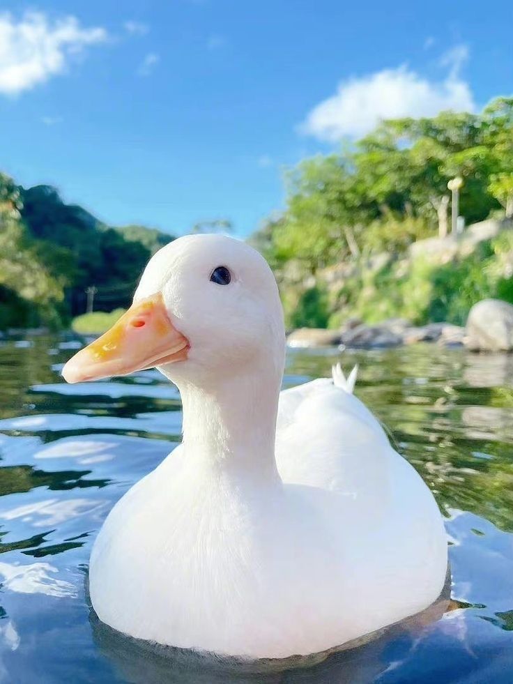 The Duck Poster tweet media