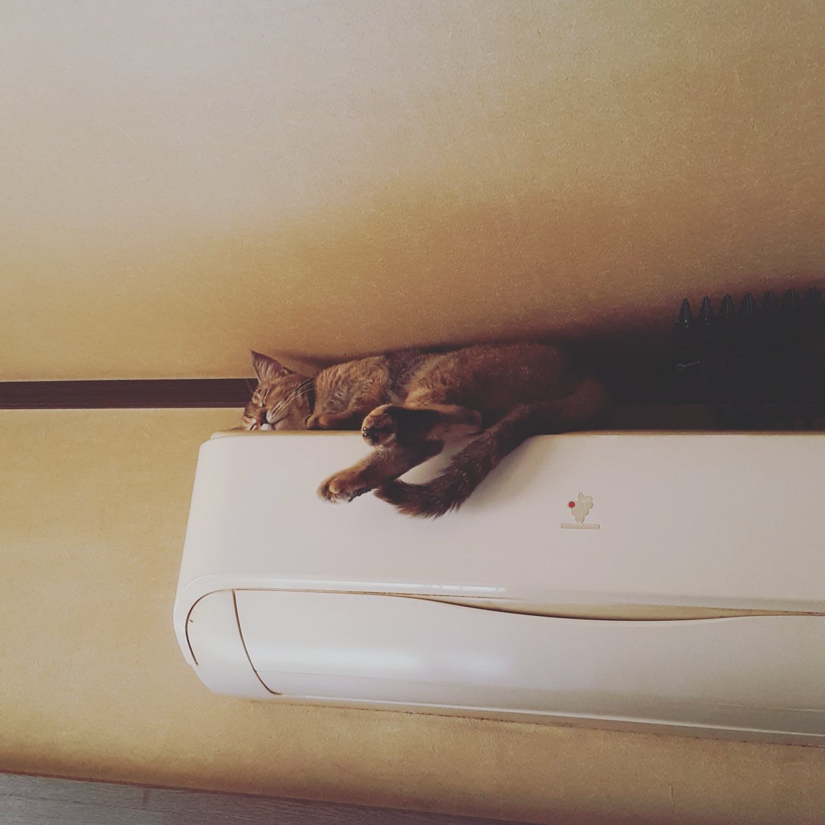 久しぶりに出したー！

sumi-music.bandcamp.com/album/soft-hou…

【Soft Hours ep】

1.Lumi
2.Hajinosato
3.Dusk

アンビエント3曲です。
聴いてほしいし買ってほしい。