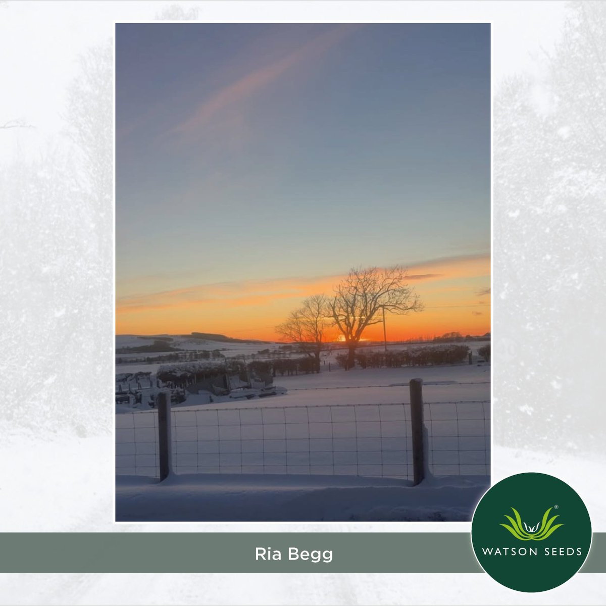 Watson Seeds tweet media