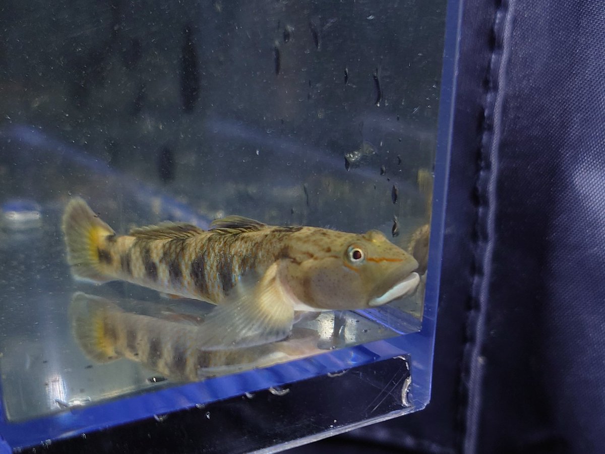 何だかメンタルが不調になってきたので
去年捕ったオウミヨシノボリを上げる

また見に行きたいなぁ