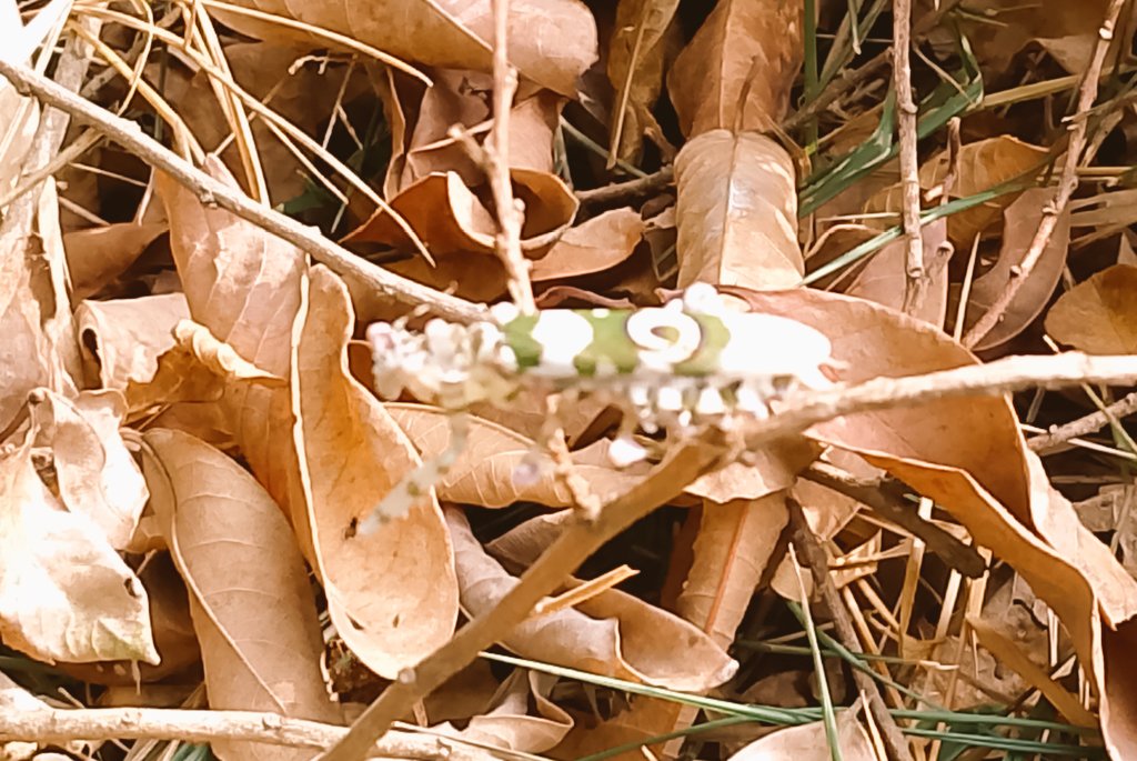 Living Spring Farms & Agro-Consults tweet media