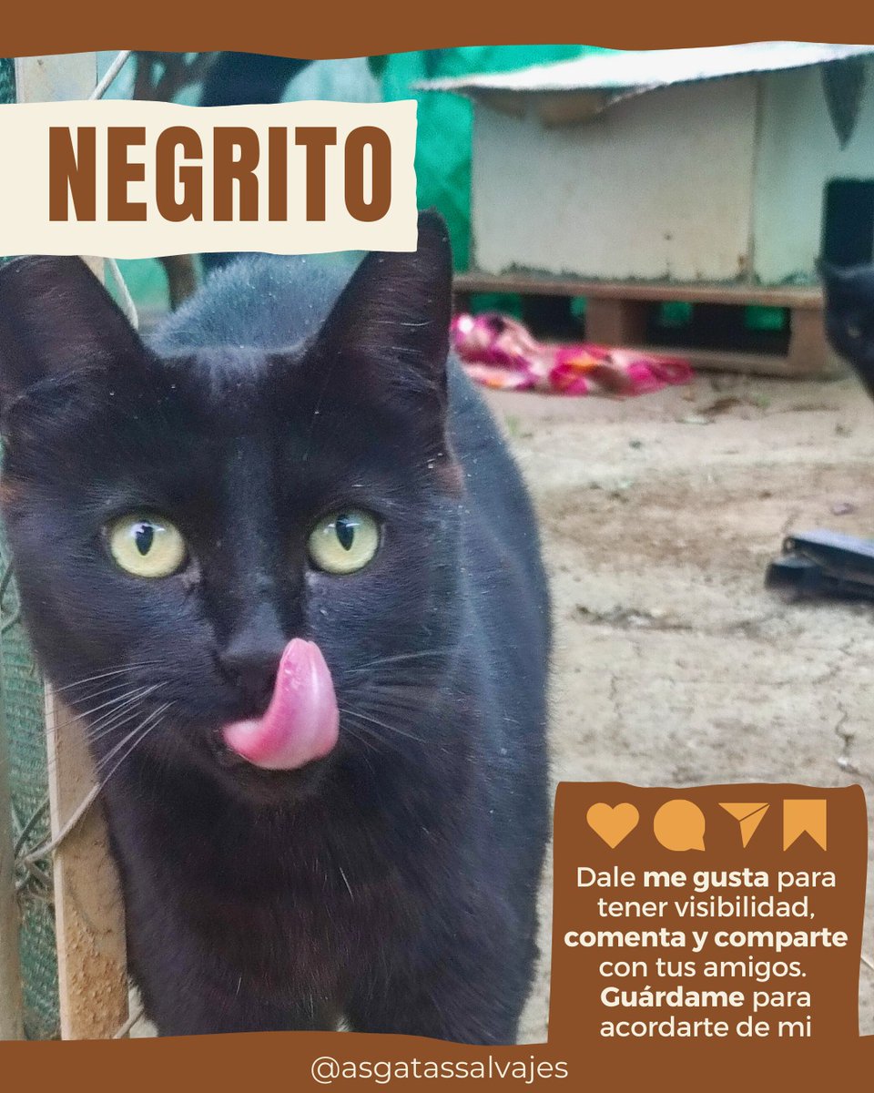 𝗡𝗘𝗚𝗥𝗜𝗧𝗢, 𝘂𝗻𝗼 𝗱𝗲 𝗻𝘂𝗲𝘀𝘁𝗿𝗮𝘀 𝗽𝗮𝗻𝘁𝗲𝗿𝗶𝘁𝗮𝘀 𝗮𝗱𝗼𝗿𝗮𝗯𝗹𝗲𝘀😻

😻 Nació en 2016
😻 Es sano (test negativos)
😻 Con chip
😻 Vacunado al día
😻 Castrado