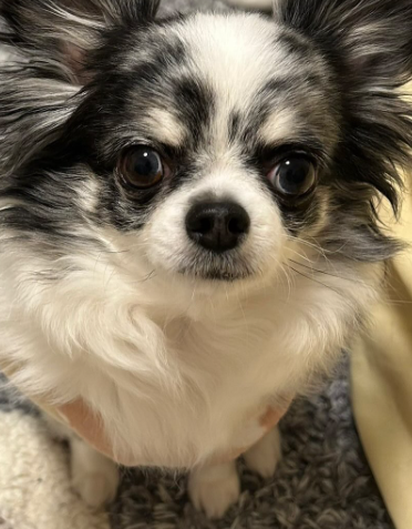 うちの犬マジで可愛いのでペットモデルのお仕事募集してます 