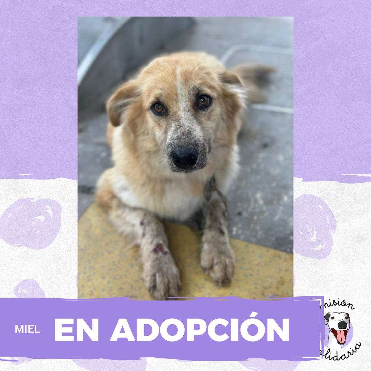 Miel tiene 1 año
Está vacunada, desparasitada y castrada, es de tamaño mediano. Con todo su amor y energía, Miel espera encontrar esa familia especial para compartir la vida juntos 🥰
Zonas CABA y GBA
Querés adoptarla? Escribime! 
misionsolidariatwitter@gmail.com
Asunto: Mielcita