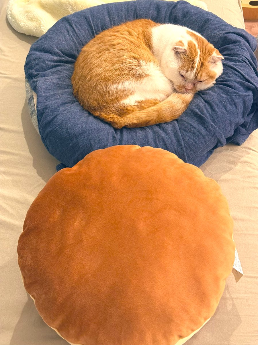 素敵な投稿ありがとうございます😺 「モチモチクッション ドラヤキ