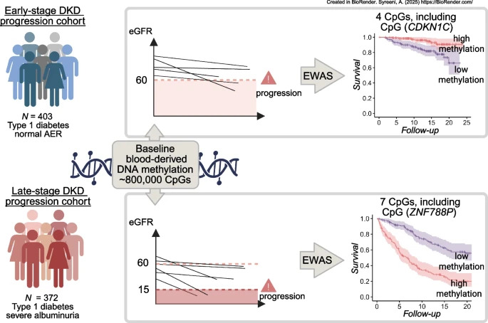 DiabetologiaJnl's tweet photo. Syreeni and colleagues identified blood-derived methylation markers associated with progression of diabetic kidney disease in #Type1Diabetes in the @FinnDianeStudy. https://t.co/YSPlJSzSBo 🔓 #epigenetics #DiabetesResearch @FolkhalsanRC https://t.co/MxIaefxr60