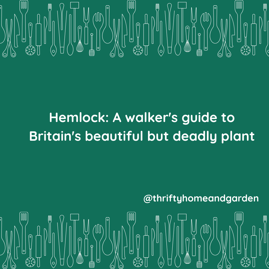 thriftyhomegrdn's tweet image. 🌿 Hemlock — a plant of quiet presence and an important lesson in respect. 🍃
👉 Read more: thesarahcoles.co.uk/hemlock/

#Hemlock #WildPlants #NatureAwareness #ForagingSafely #UKNature #CountrysideWalks #KnowYourPlants 🌼🍂