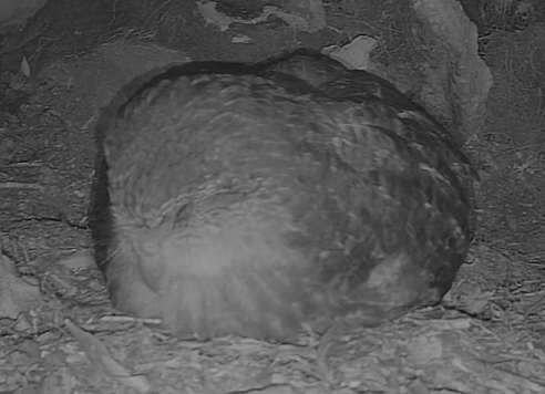crescentmoontea's tweet photo. it's both insane and amazing that both kākāpō conservation and technology have come so far that I can watch a kākāpō falling asleep in real time from the comfort of my bedroom https://t.co/1dwz5WxCt1