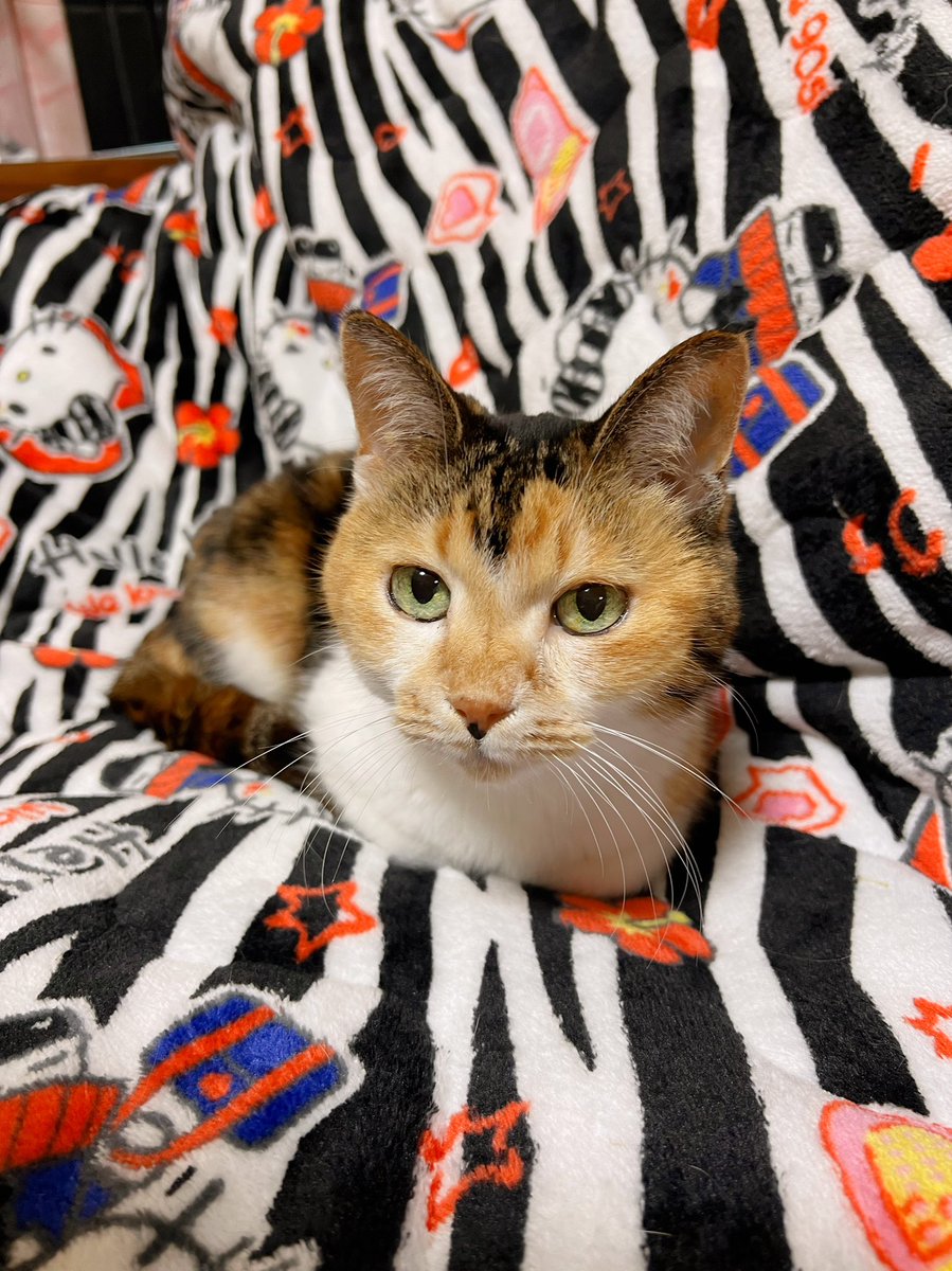 Post by あめちゃん🐱 on X: 🐱