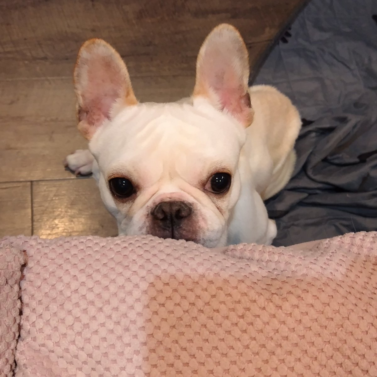 ぺここ (@pekoko0305) / Posts / X