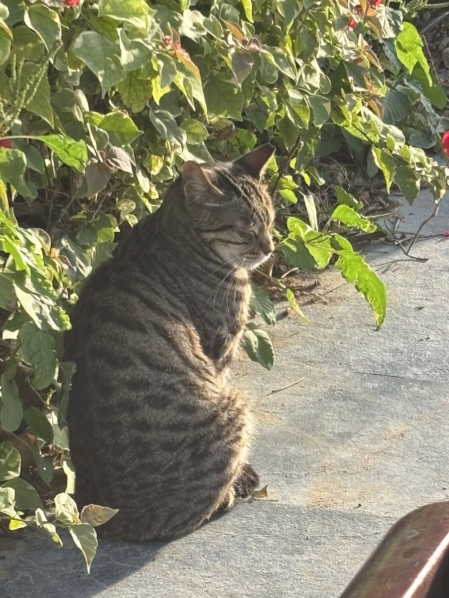 三澤友貴🇯🇵🇲🇾（DJ MANGO-MAN） (@misatomovanvan) / Posts / X