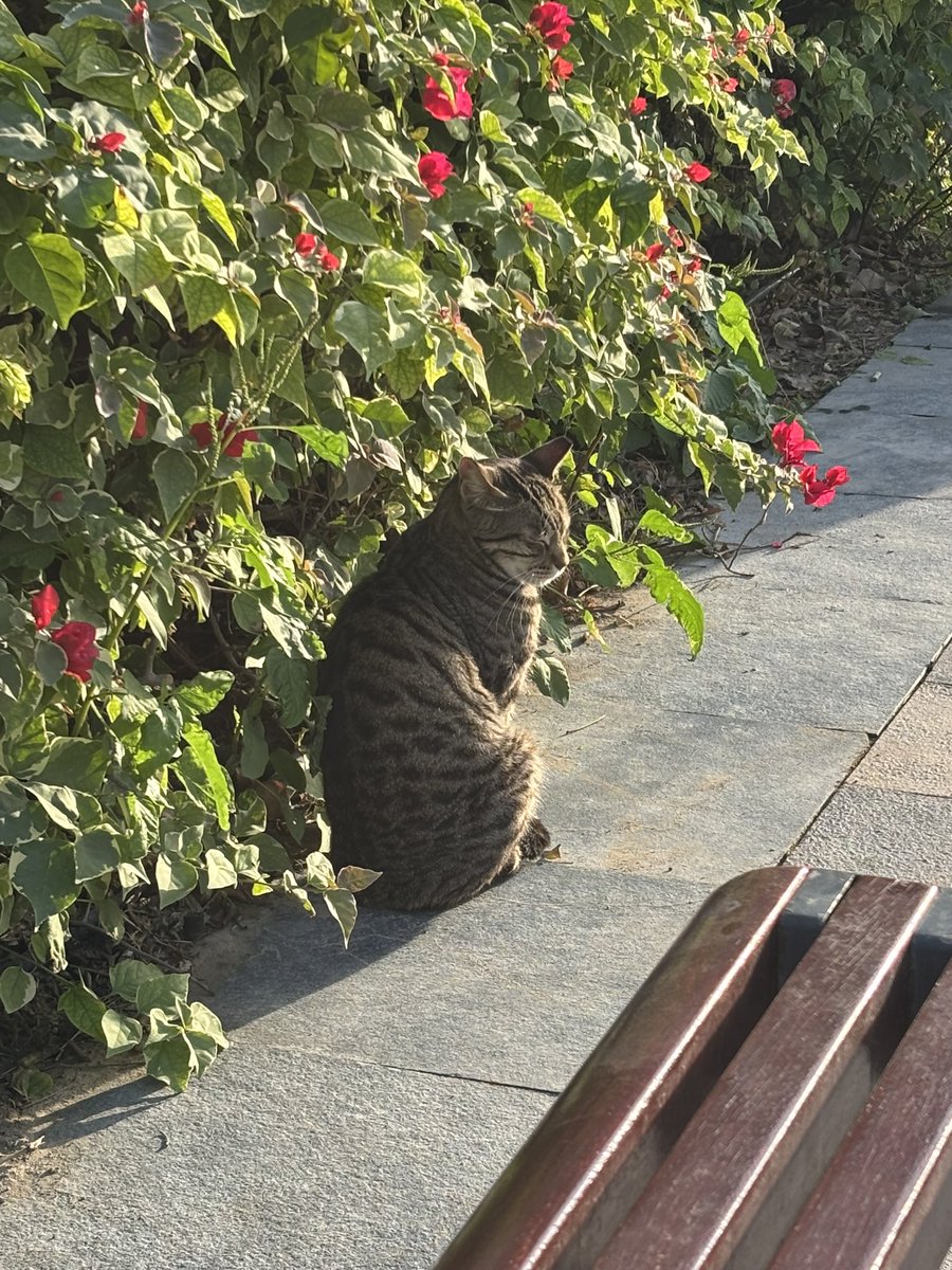 三澤友貴🇯🇵🇲🇾（DJ MANGO-MAN） (@misatomovanvan) / Posts / X