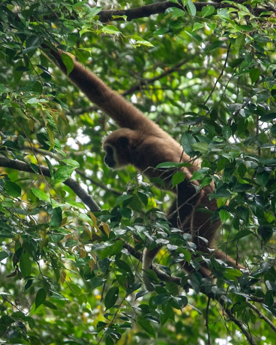 Orang-Utans In Not tweet media