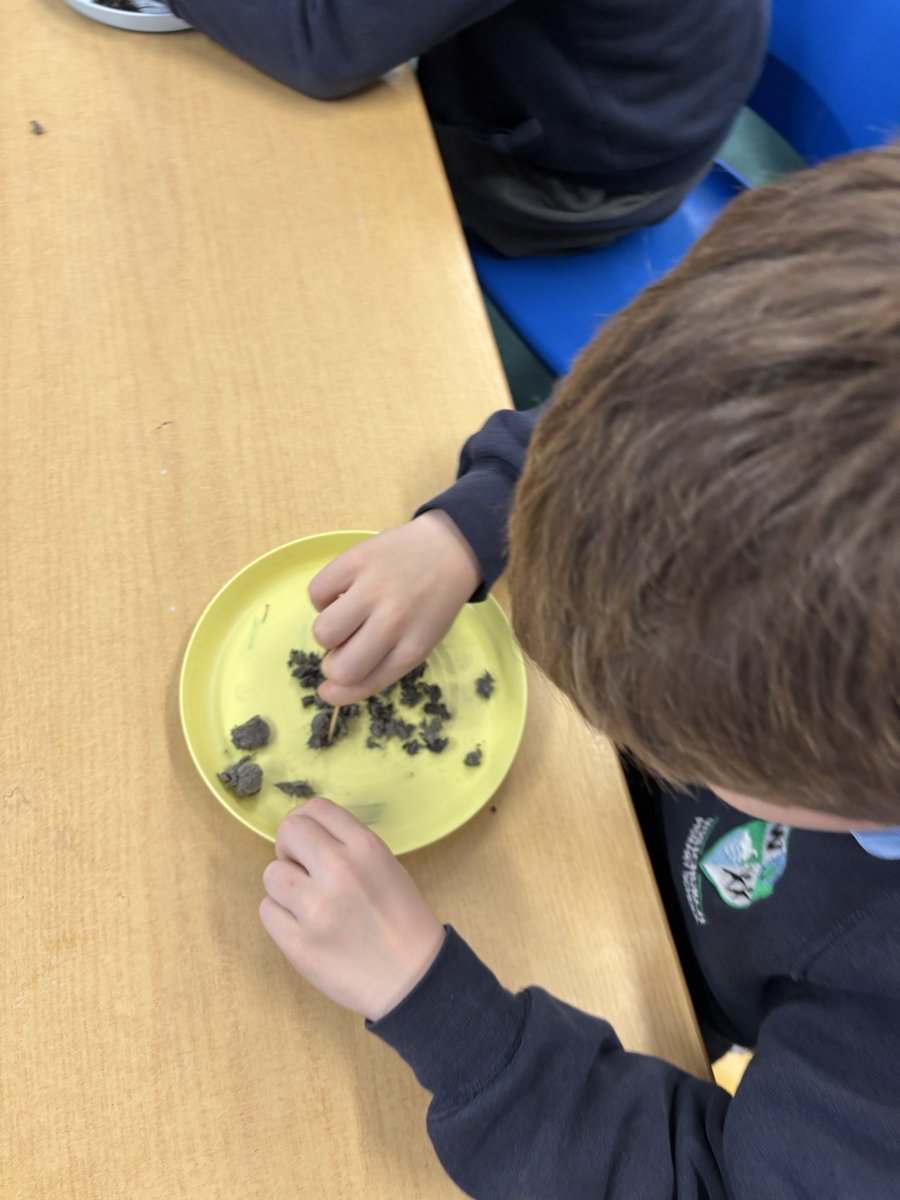 Whitchurch1's tweet image. In Literacy Year 2 have been writing about The Owl who was Afraid of the Dark.  So as part of our Science topic on animal we looked at the food owls eat. We investigated Barn Owl  pellets and found many bones and feathers. #wpsscience #wpsliteracy