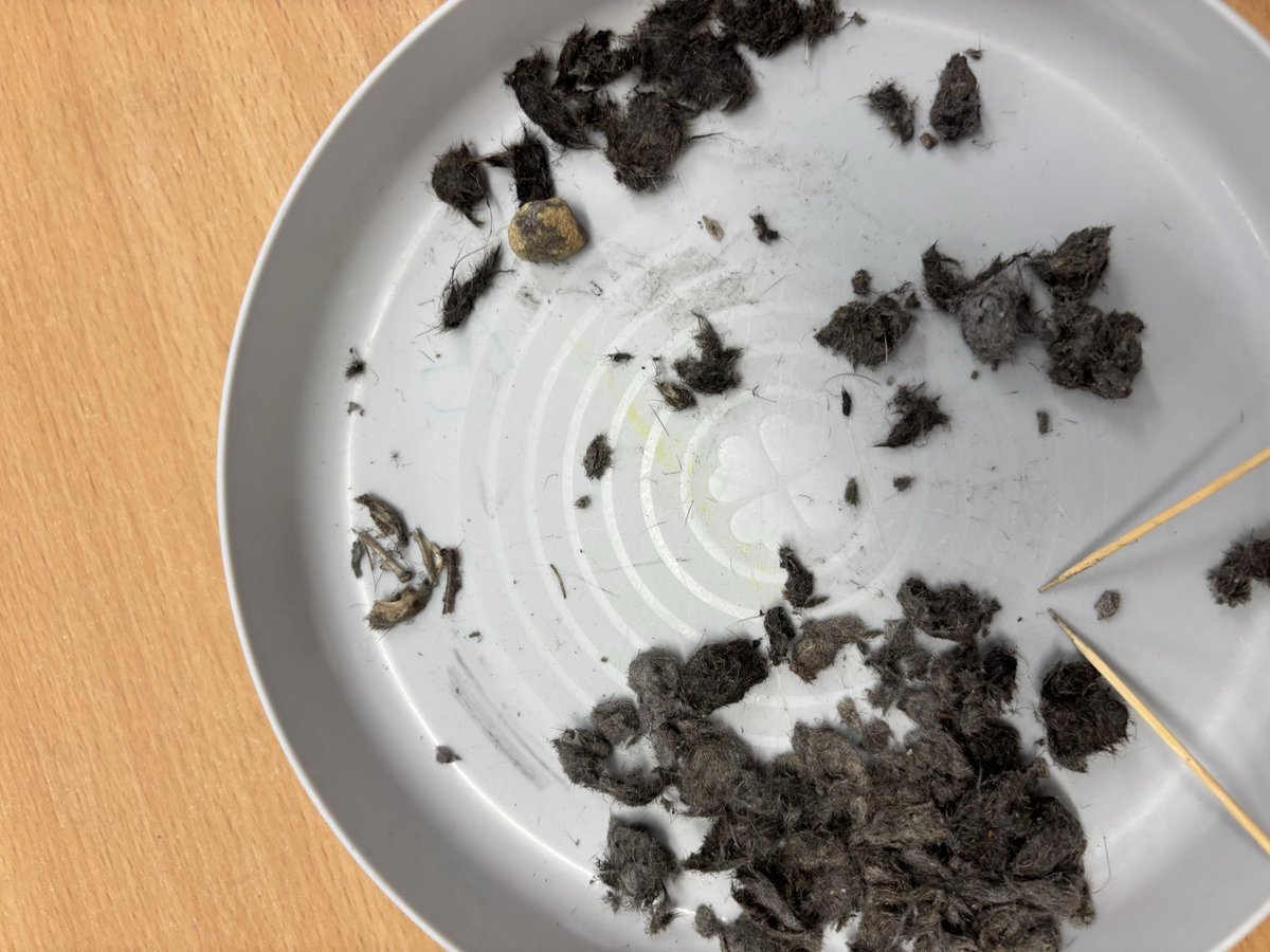 Whitchurch1's tweet image. In Literacy Year 2 have been writing about The Owl who was Afraid of the Dark.  So as part of our Science topic on animal we looked at the food owls eat. We investigated Barn Owl  pellets and found many bones and feathers. #wpsscience #wpsliteracy