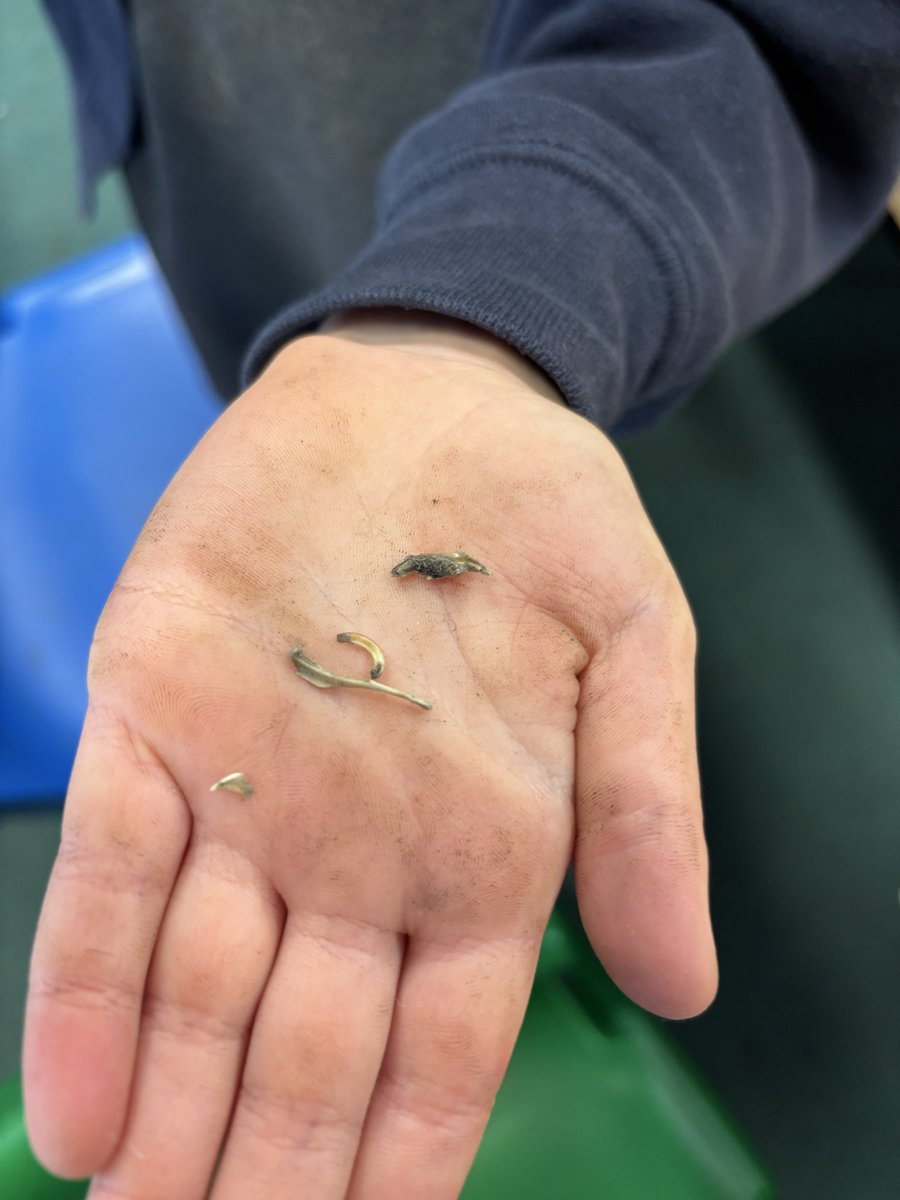 Whitchurch1's tweet image. In Literacy Year 2 have been writing about The Owl who was Afraid of the Dark.  So as part of our Science topic on animal we looked at the food owls eat. We investigated Barn Owl  pellets and found many bones and feathers. #wpsscience #wpsliteracy