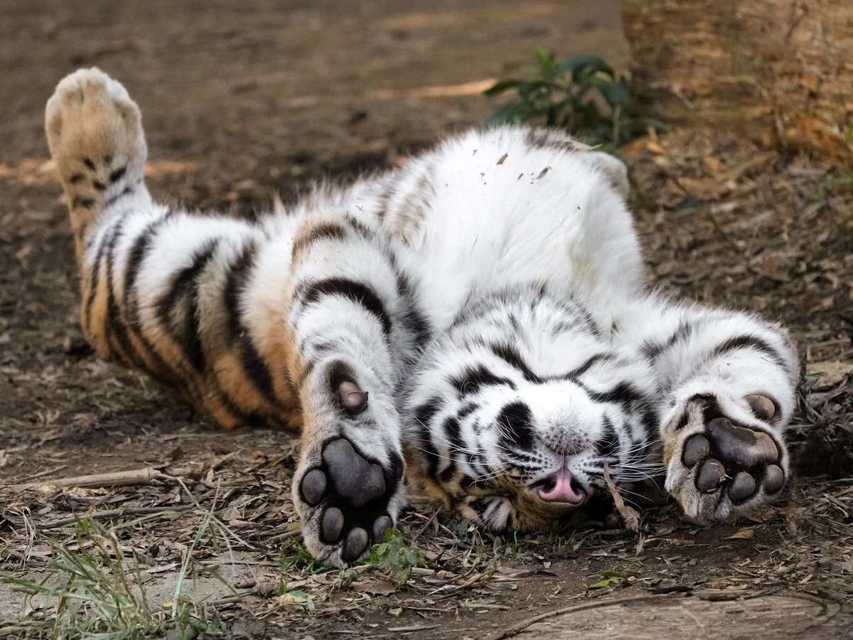 タップしてへそ天三昧