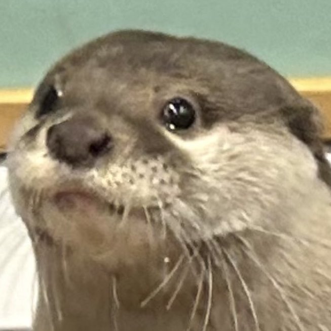 jack Wolfe as otters (@jackwolfotters) on Twitter photo 