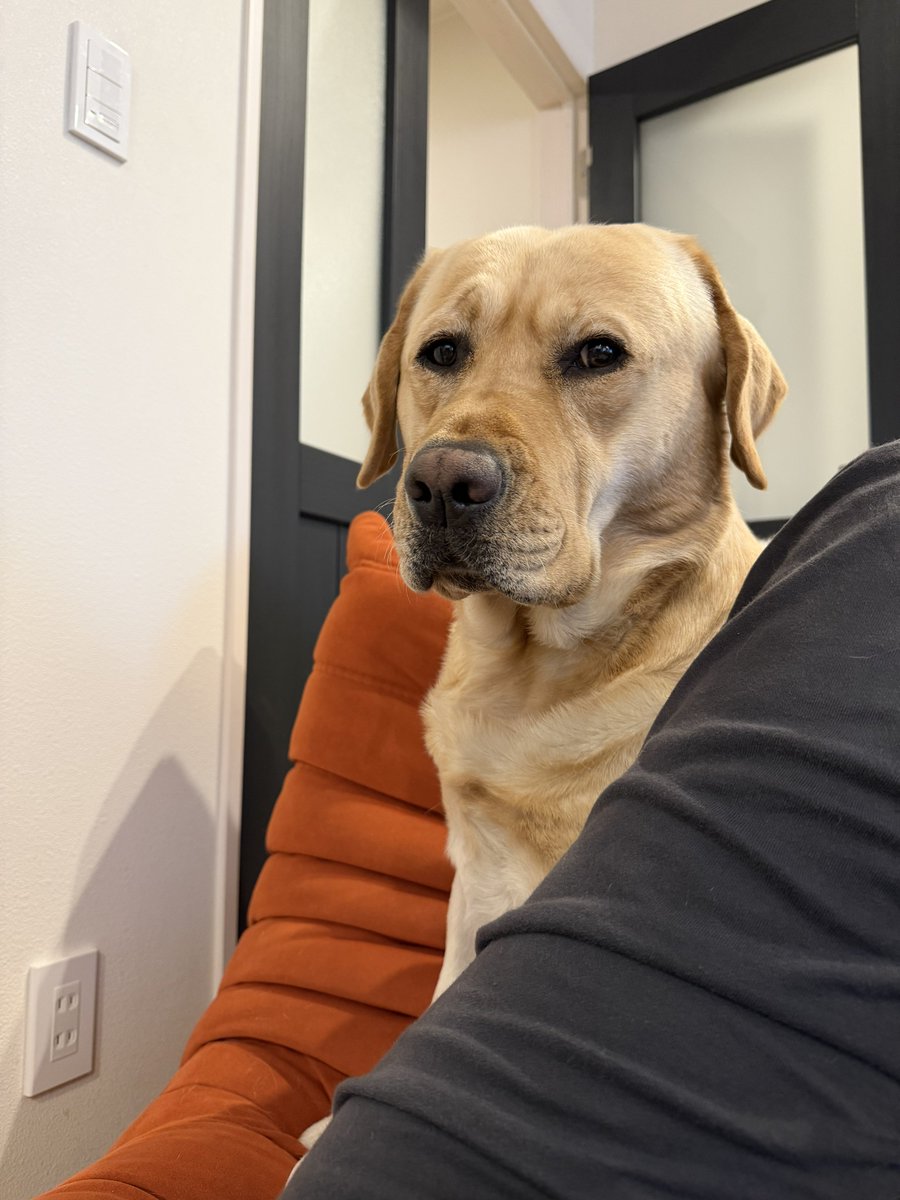 ラブラドールの横綱 (@yokozuna_lab) / Posts / X