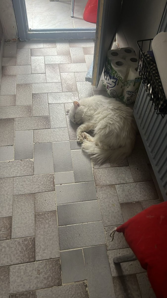 İstanbul Üsküdar kış ortasında sokağa atıldı çok naif bir can, diğer kediler ile anlaşamıyor hayata küsmüş durumda kuytu köşelerde yatıyor 😔 acilen şefkatle bakılacağı ömürlük yuvasını arıyor lütfen rt 🙏 iletişim +90 505 262 21 64 
Paylaşır mısın arkadaşlar 🙏