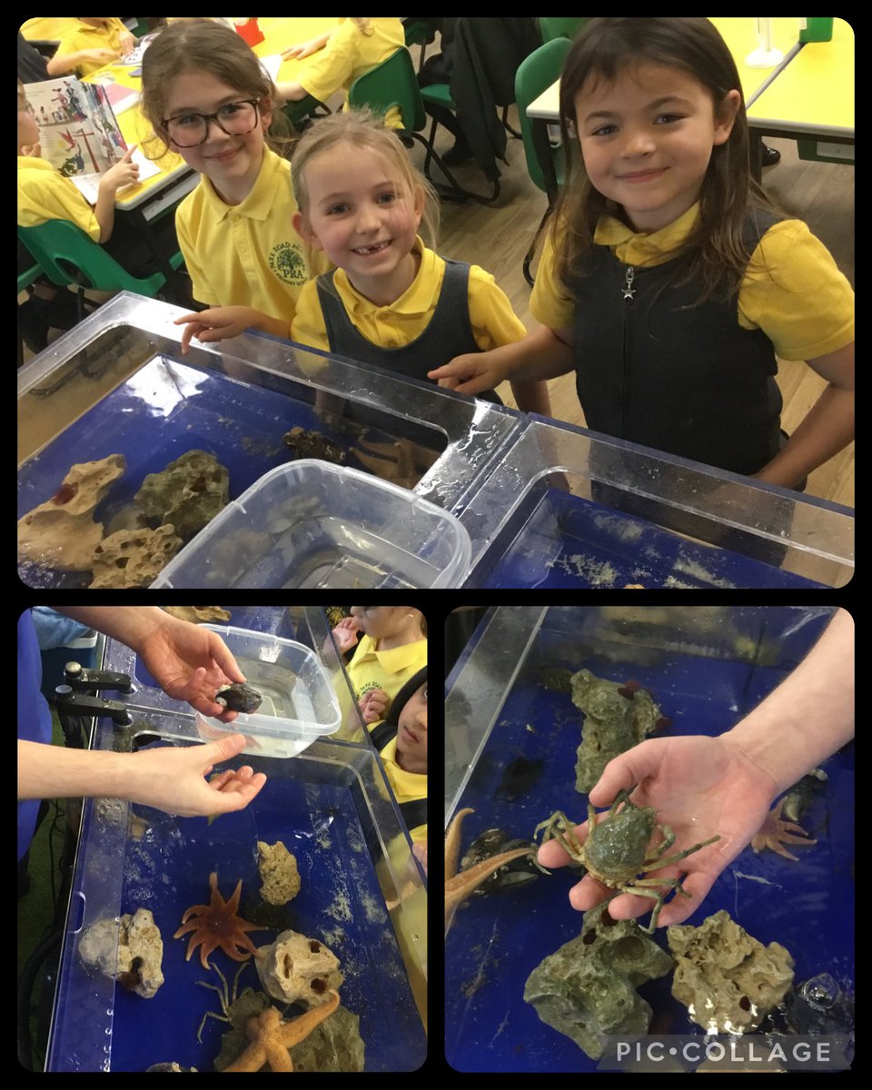 parkroadtimp's tweet photo. Year 2 were lucky to have @Aqualeaseuk visit this morning ππ¦! An introduction to coastlines and rock pools was brought to life through a real sea life experience, curiosity and excitement all round! #Year2 #PrimaryScience #Coastlines #RockPools #UKSchools https://t.co/QZpfFLIBa9