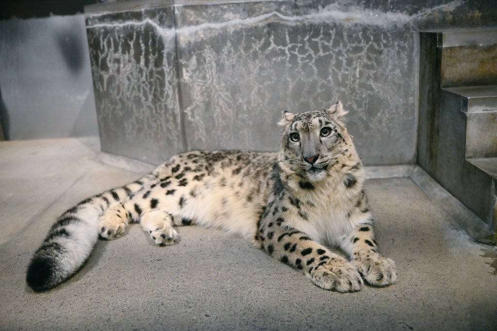 #いしかわ動物園
#ユキヒョウ
#ヒメル