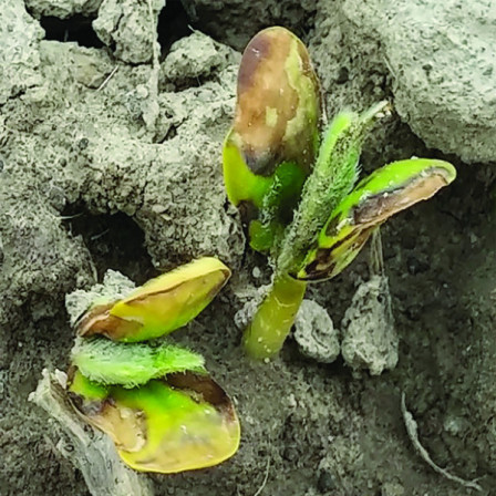 Crop Protection Network tweet media